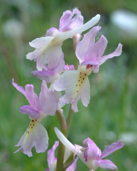 Orchis x colemanii (ibrido: Or. mascula x Or. pauciflora)